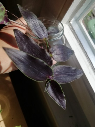 Tradescantia gibasis jose puig - jose,