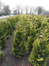 Gelbe Zypresse Chamaecyparis