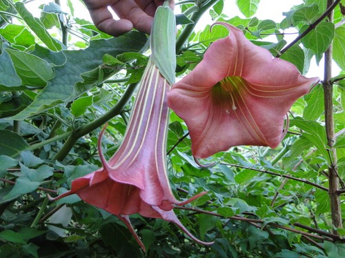 Artus brugmansia cm - brugmansia, 50-60