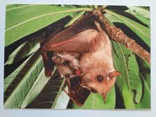 Fledermäuse: Fledertiere: Postkarte, Eurobats, Year of the Bat 2011-12