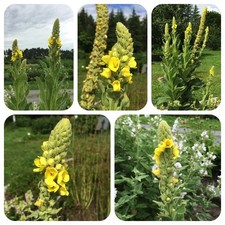 Arznei-Königskerze Verbascum