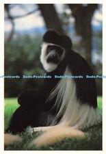 D063024 Schwarz-weißer