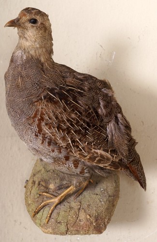 Schönes rebhuhn partridge - schönes,