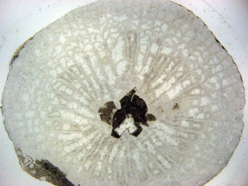 Fossil dünnschnitt devon - fossil,