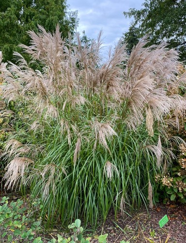 Riesen chinaschilf miscanthus - chinaschilf,