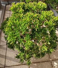 Crassula Gollum Sukkulente Löffelbaum TOP GROß ca 92 cm hoch, ca.67/72 cm Breite