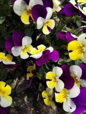 Hornveilchen * Viola cornuta *