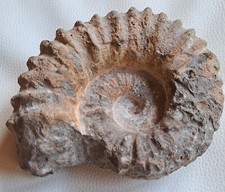 Fossil, Ammonit, versteinerte Schnecke, 1520 g