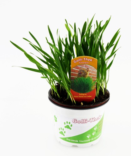 Katzengras soft futterpflanze - katzengras,