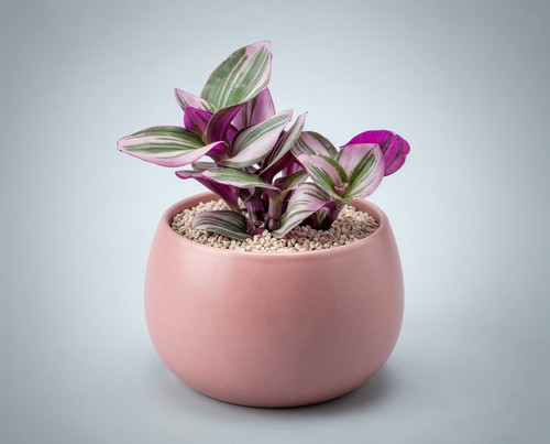 Tradescantia albiflora nanouk - albiflora,