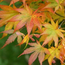 Japanischer Ahorn - 10-15 cm große Jungpflanzen - Acer palmatum