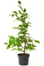 Hainbuche Carpinus betulus