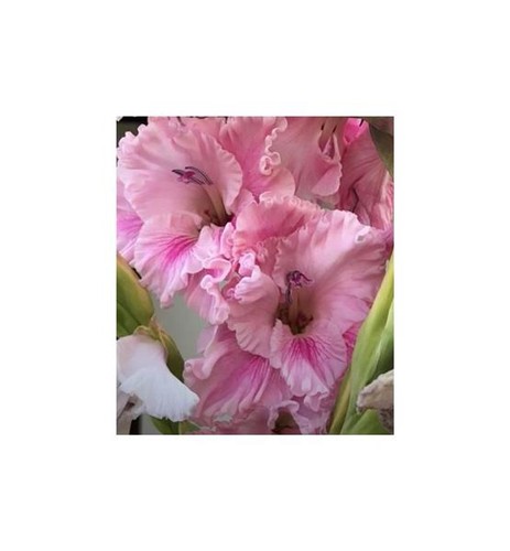 10x gladiolus hirsutus - gladiolus,