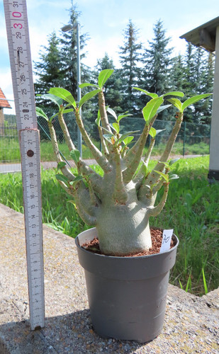 Adenium obesum wüstenrose - adenium,