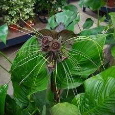 @ (◕‿◕)\@  Tacca