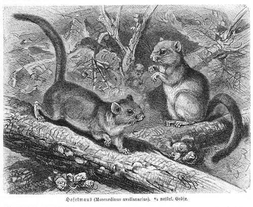 Nager hörnchen haselmaus - nager,