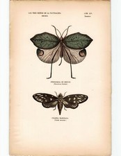 Antike Handkolorierte Lithographie Grafik 19 Jh. Insekten Tiere