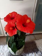 2 Hibiskus Rosa-Sinensis