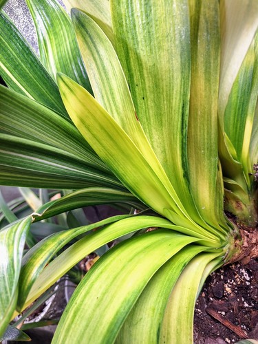 Clivia miniata light - clivia,