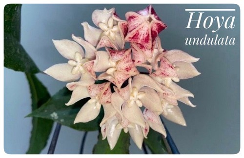Hoya undulata seltener - –,