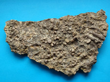 Muschelkalk disart. Seelilienstielglieder -  FO:  Bölgenthal/BW