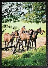 Pferdepostkarte, AK Pferde