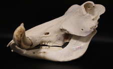NEU Warzenschwein Schädel Warthog Skull