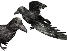 8 Raben/Krähen echte Federn 38cm Halloween Herbst Gothic Vogel Horror Dekofigur 