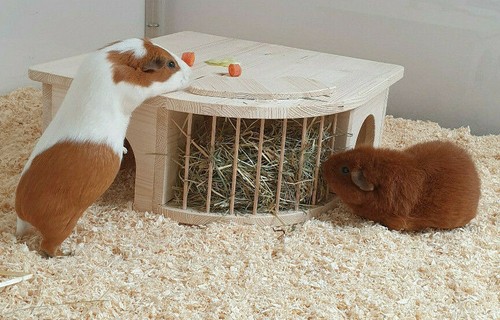 Meerschweinchenhaus