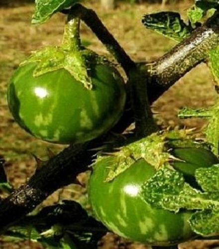 Thai tomaten reich - "thai-tomaten", tragend