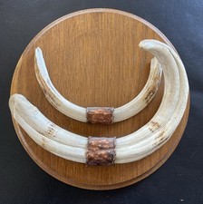 hübsche  alte Trophäe -