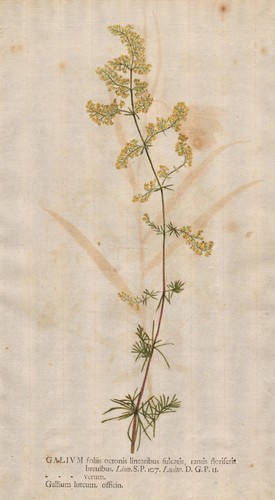 Galium labkräuter bedstraw - galium,