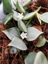 heavenly HOYA Dischidia ruscifolia variegata million hearts cutting Ableger