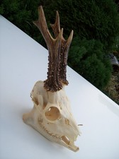 Gehörn Rehgehörn Geweih Rehbock Geweihe  Gehörne Trophäe Schädel Sammler  Deko