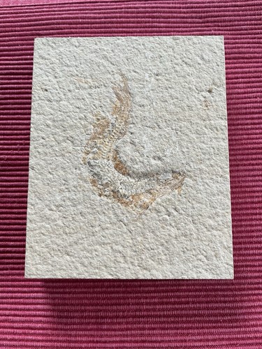 Fossil fisch solnhofener stein - fisch,