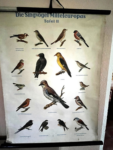 Vintage lehrtafel singvögel - vintage,