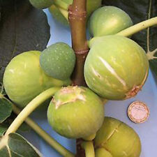Ficus carica 'Dotato' - weiße Frucht -18°C - Pflanze 70-100cm - Feigenbaum