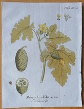 Vietz Icones Plantarum