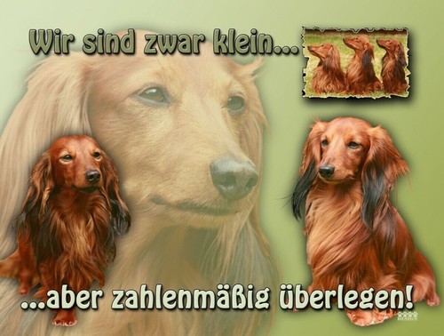 Dackel langhaardackel - dackel,