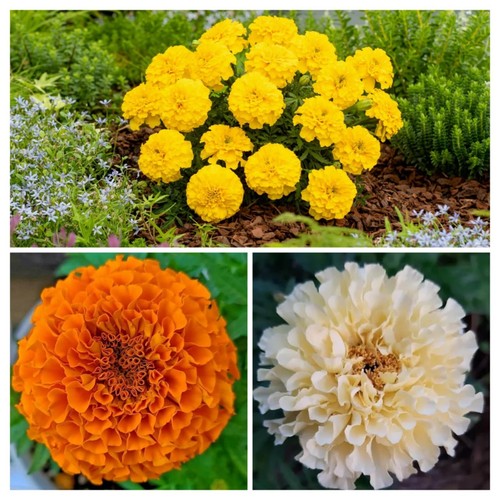 Aufrechte studentenblumen - aufrechte,