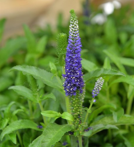 Ehrenpreis blue indigo - blue,