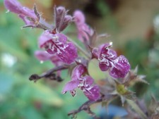Wald-Ziest, Stachys sylvatica, Wildstaude, hübsche Blüten, Bienenweide, 25 Samen