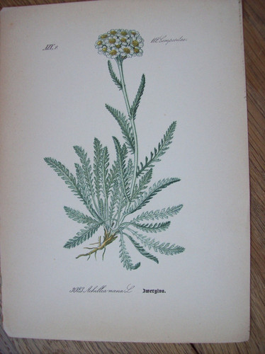 Antike chromo lithographie - antike, chromo-lithographie