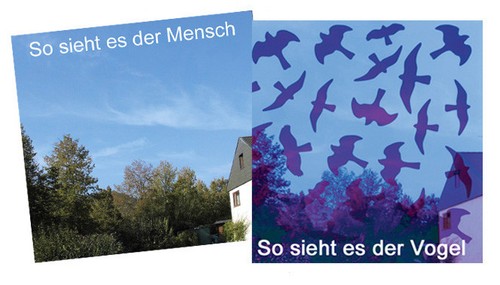 Birdsticker vogelschutz vogel - vogelschutz,
