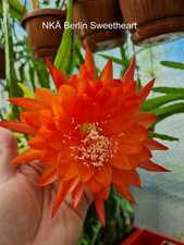 Epi-Blattkakteen-Hybride "