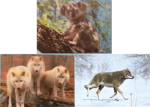 Ansichtskarte koala wolf - ansichtskarte,