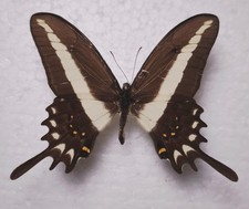 Papilio hectorides male