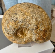 ammoniten fossilien groß