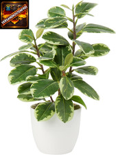 Künstliche Zimmerpflanze