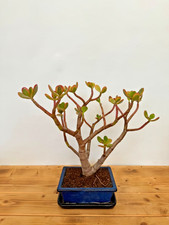 Zimmerbonsai Geldbaum Crassula Sukkulente wasserspeichernde Nr 5225 pflegeleicht